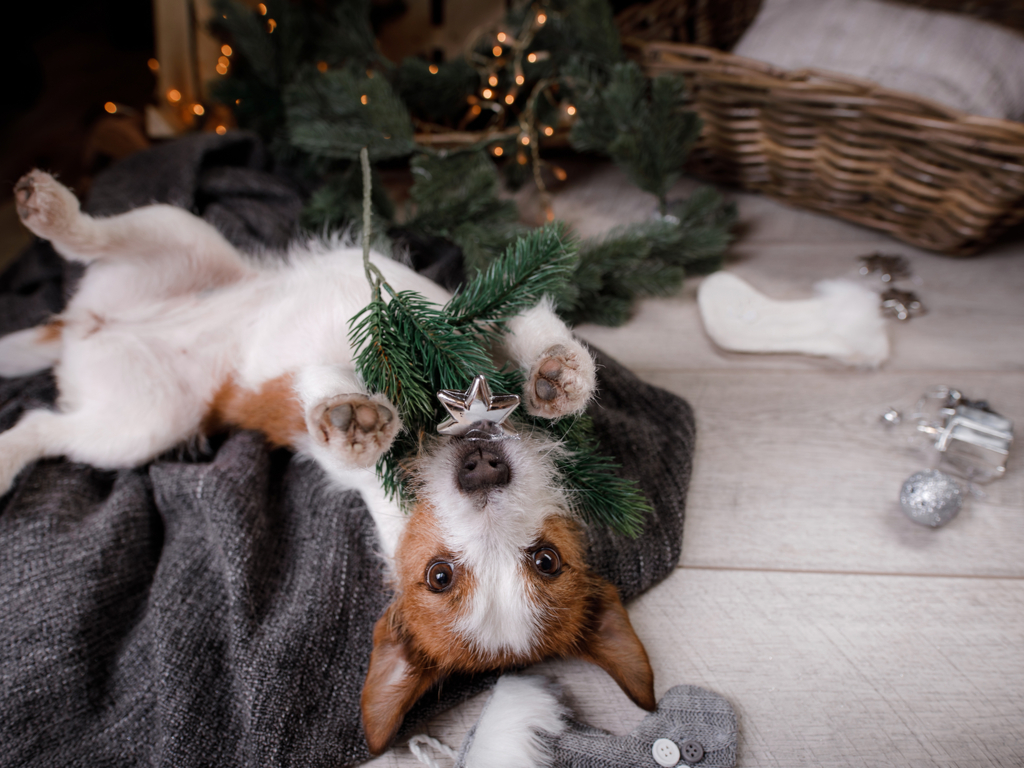 Is Your House Puppy Proof For The Holidays?