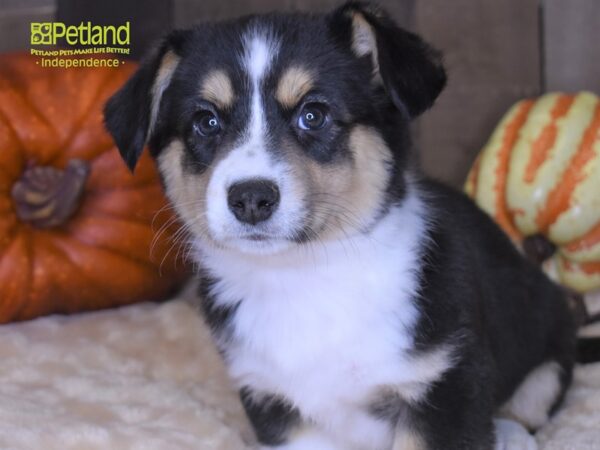 Cardigan Welsh Corgi-DOG-Male-Black and White-2132-Petland Lee's Summit, MO