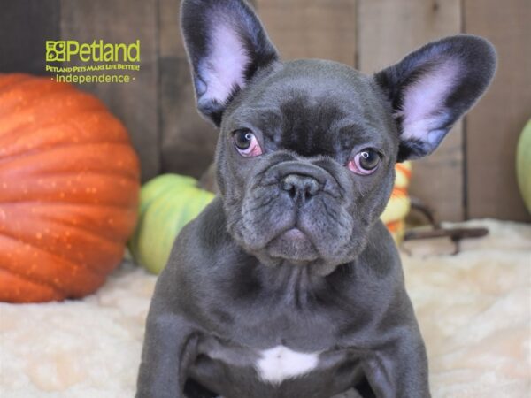 French Bulldog-DOG-Female-Blue-2061-Petland Lee's Summit, MO