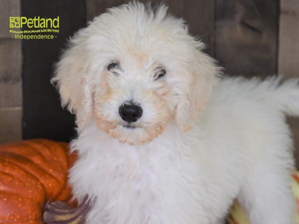 Goldendoodle 2nd Gen-DOG-Female-Cream-2169-Petland Lee's Summit, MO