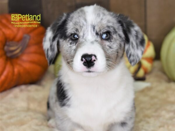 Cardigan Welsh Corgi-DOG-Male-Blue Merle-2166-Petland Lee's Summit, MO