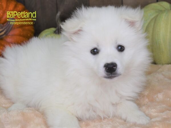 American Eskimo-DOG-Female-White-2159-Petland Lee's Summit, MO