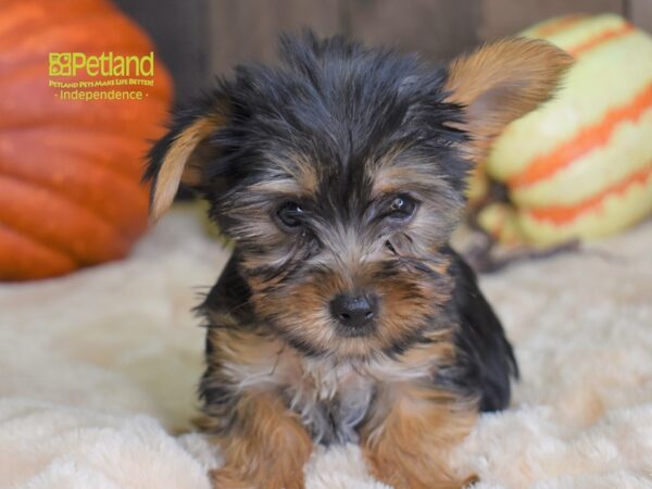 Yorkshire Terrier-DOG-Male-Black & Tan-2176-Petland Lee's Summit, MO