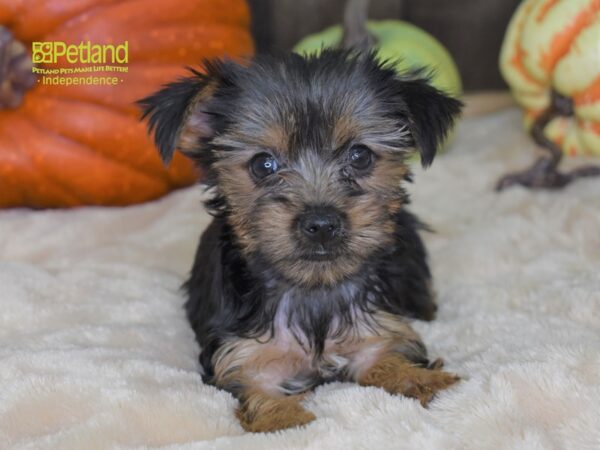 Yorkshire Terrier-DOG-Female-Black & Tan-2175-Petland Lee's Summit, MO