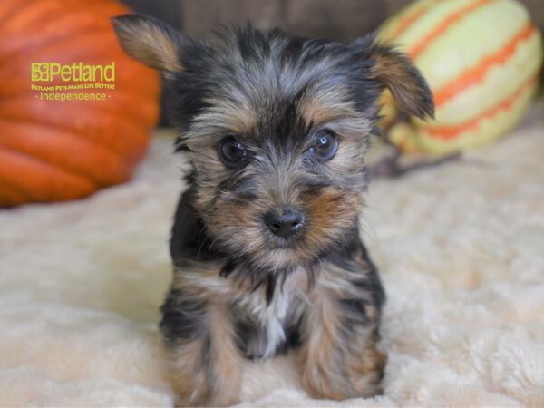 Yorkshire Terrier-DOG-Female-Black & Tan-2173-Petland Lee's Summit, MO