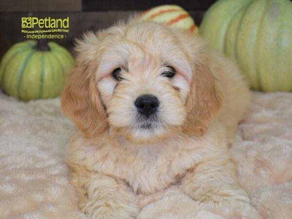 Miniature Goldendoodle-DOG-Female-Dark Golden-2189-Petland Lee's Summit, MO