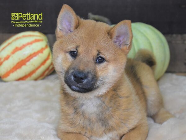 Shiba Inu-DOG-Female-Red Sesame-2191-Petland Lee's Summit, MO