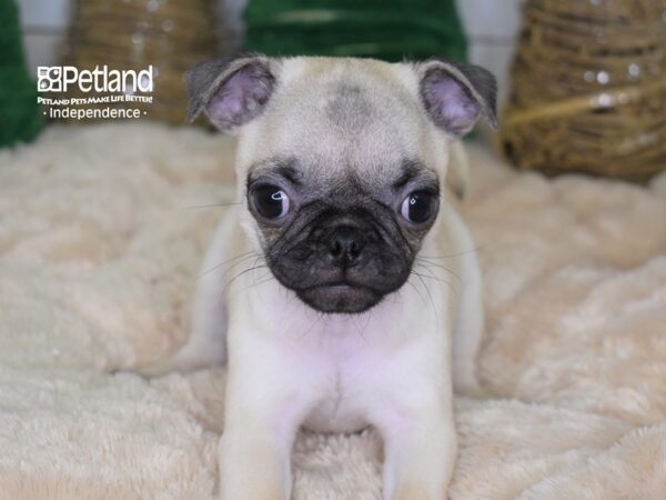 Pug-DOG-Female-Fawn-2203-Petland Lee's Summit, MO
