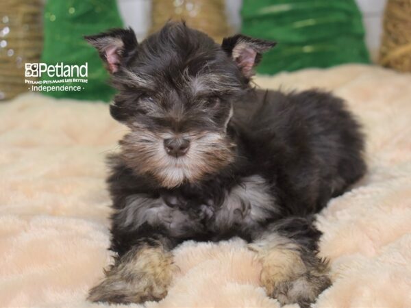 Miniature Schnauzer-DOG-Female-Chocolate-2220-Petland Lee's Summit, MO
