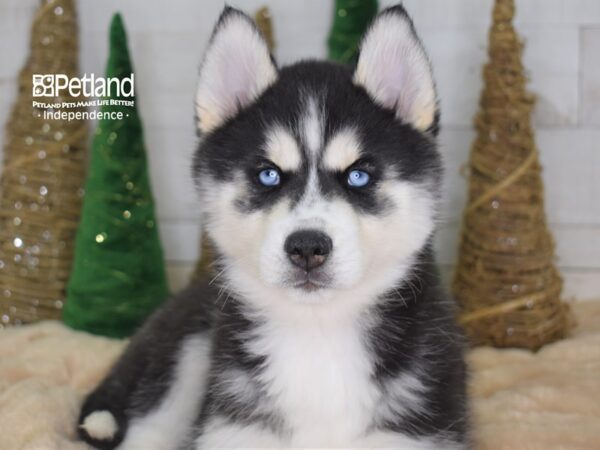 Siberian Husky-DOG-Female-Black and White-2214-Petland Lee's Summit, MO