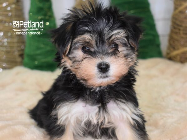 Morkie-DOG-Female-Black & Tan-2223-Petland Lee's Summit, MO