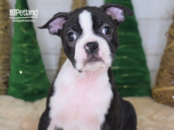 Boston Terrier-DOG-Male-Black & White-2202-Petland Lee's Summit, MO