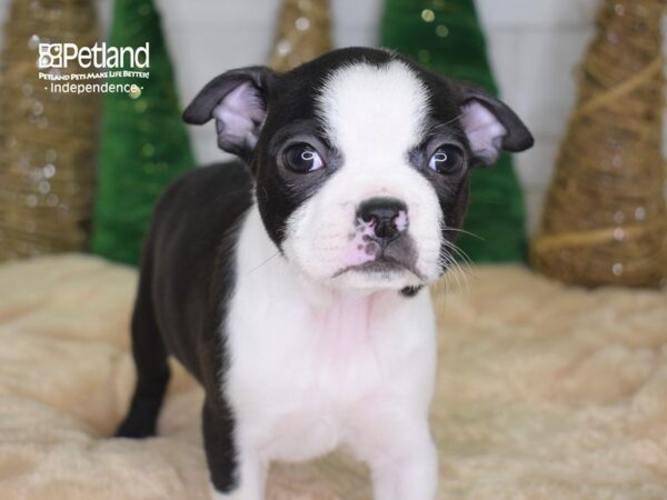 Boston Terrier-DOG-Female-Black & White-2201-Petland Lee's Summit, MO