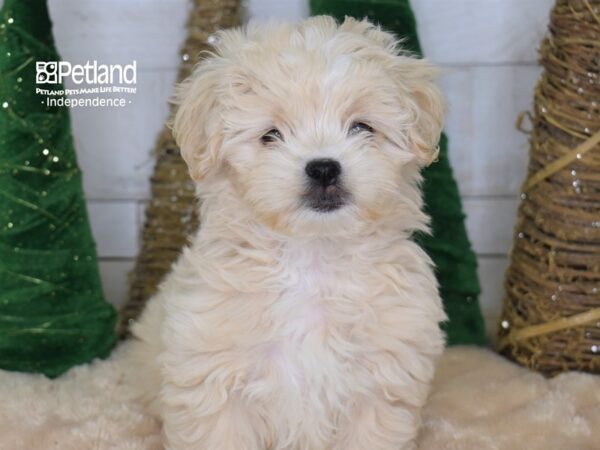 Pek A Poo-DOG-Female-Buff-2199-Petland Lee's Summit, MO