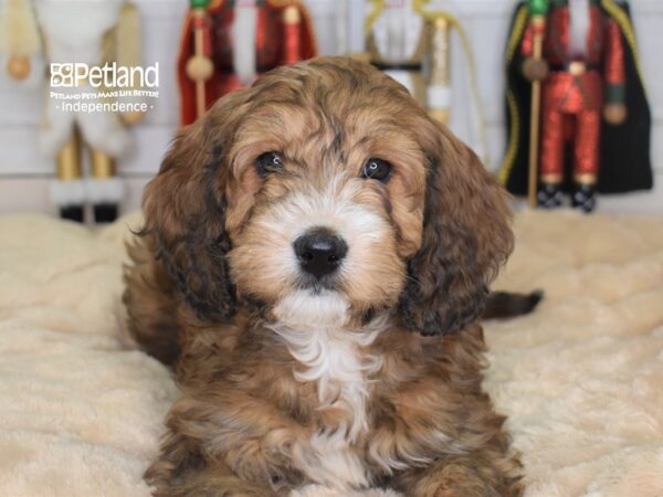 Mini Bernadoodle-DOG-Male-Sable-2224-Petland Lee's Summit, MO