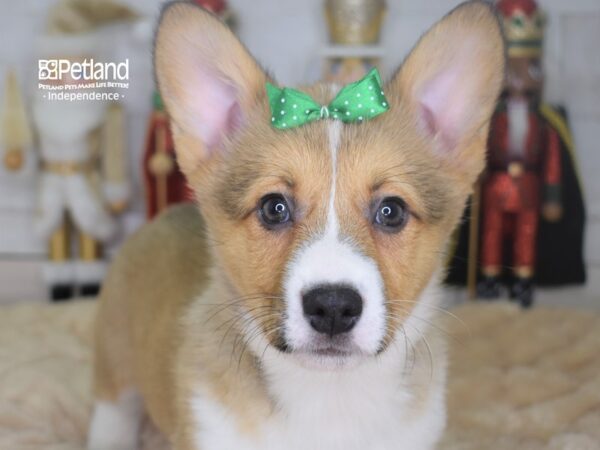 Pembroke Welsh Corgi-DOG-Female-Sable-2241-Petland Lee's Summit, MO