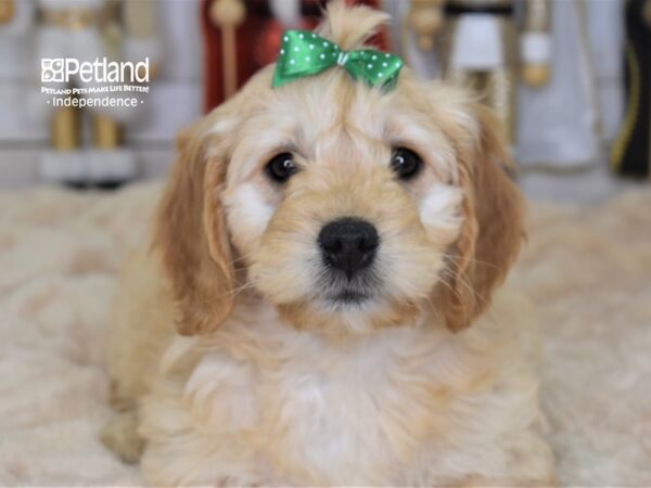 Mini Goldendoodle-DOG-Female-Golden-2239-Petland Lee's Summit, MO