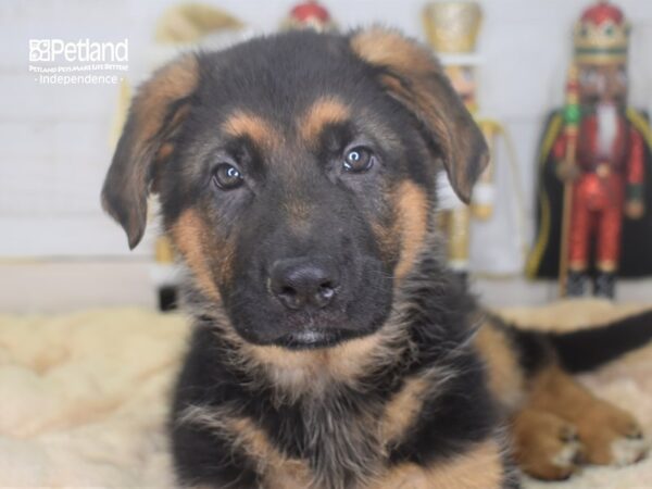 German Shepherd-DOG-Male-Black and Tan-2233-Petland Lee's Summit, MO