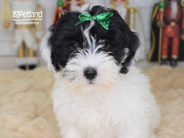 Hava Poo-DOG-Female-Black and White Parti-2238-Petland Lee's Summit, MO