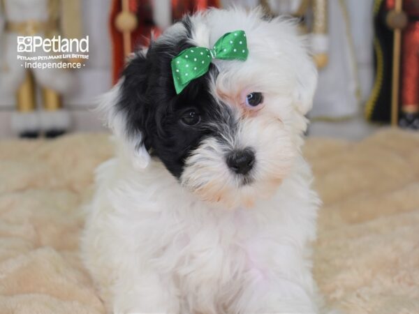 Hava Poo DOG Female Black and White Parti 2237 Petland Lee's Summit, MO