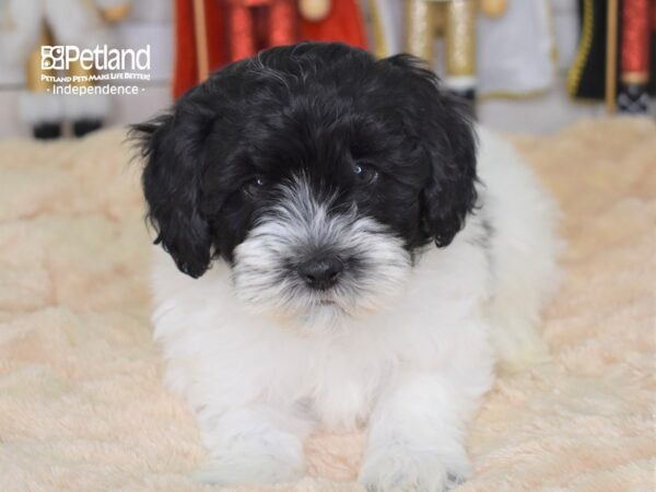 Hava Poo-DOG-Male-Black and White Parti-2236-Petland Lee's Summit, MO