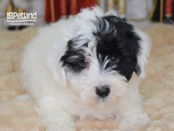 Hava Poo-DOG-Male-Black and White Parti-2235-Petland Lee's Summit, MO