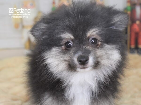 Pomeranian-DOG-Female-Black and Tan Parti-2250-Petland Lee's Summit, MO