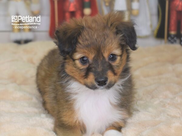Toy Australian Shepherd-DOG-Male-Red-2251-Petland Lee's Summit, MO