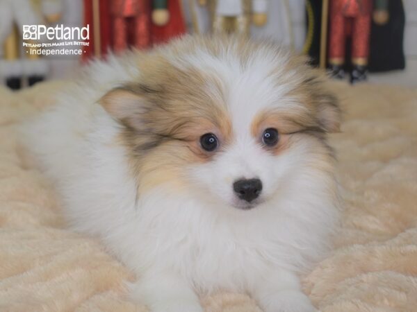 Pomeranian-DOG-Male-Orange Parti-2254-Petland Lee's Summit, MO