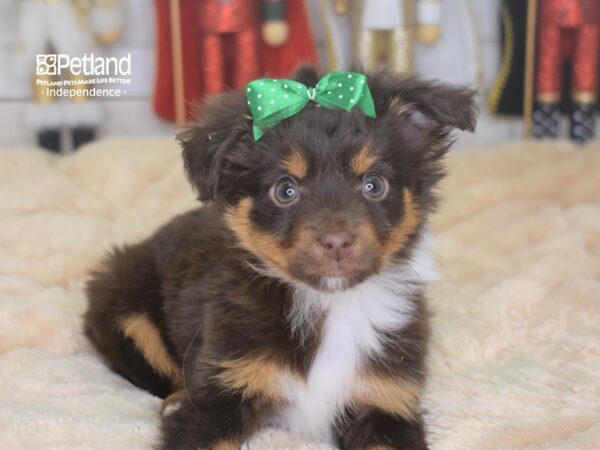 Toy Australian Shepherd-DOG-Female-Red Tri-Color-2252-Petland Lee's Summit, MO