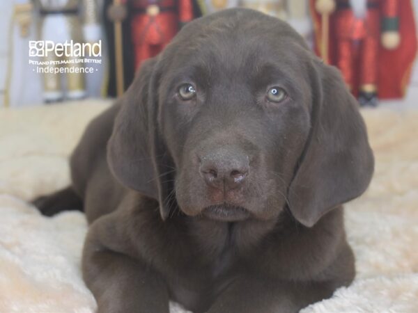 Labrador Retriever-DOG-Male-Chocolate-2262-Petland Lee's Summit, MO