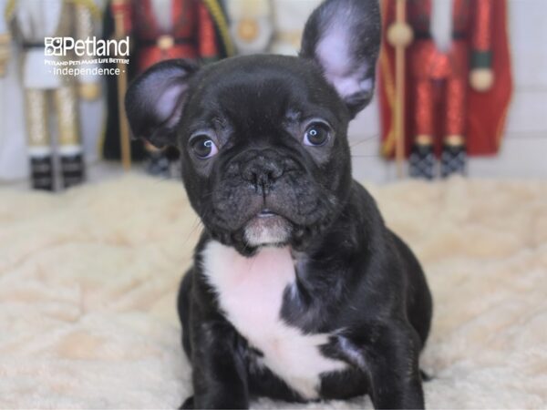 French Bulldog-DOG-Male-Black Brindle-2258-Petland Lee's Summit, MO