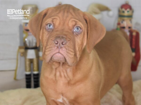 Dogue De Bordeaux-DOG-Male-Mahogany-2256-Petland Lee's Summit, MO