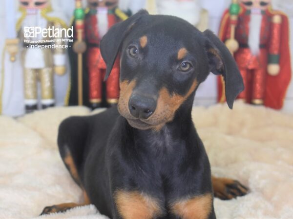 Doberman Pinscher-DOG-Male-Black and Rust-2255-Petland Lee's Summit, MO