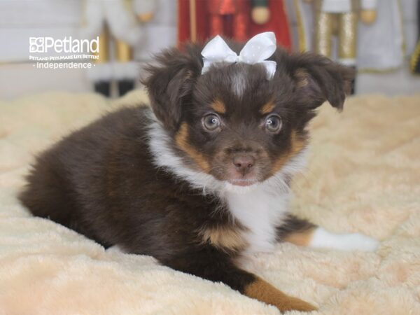 Toy Australian Shepherd-DOG-Female-Red Tri-Color-2253-Petland Lee's Summit, MO
