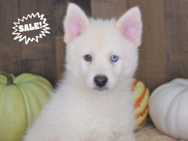Pomski-DOG-Female-White-2072-Petland Lee's Summit, MO