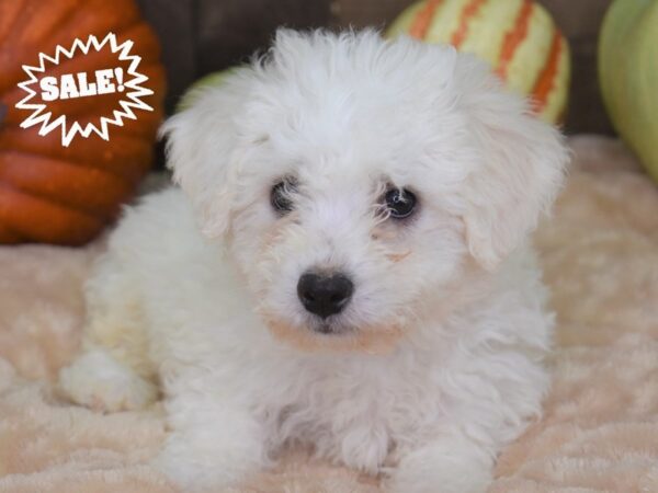 Bichon Frise-DOG-Female-White-2111-Petland Lee's Summit, MO