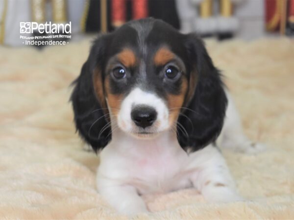 Dachshund-DOG-Female-Black and White Piebald-2273-Petland Lee's Summit, MO