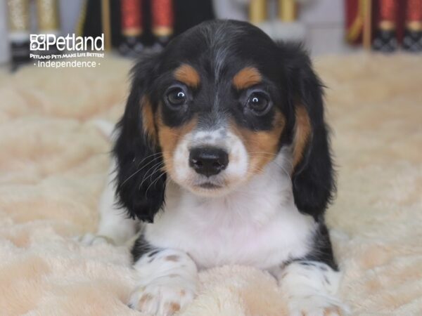 Dachshund-DOG-Male-Black and White Piebald-2272-Petland Lee's Summit, MO
