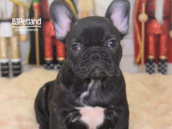 French Bulldog-DOG-Male-Brindle-2268-Petland Lee's Summit, MO