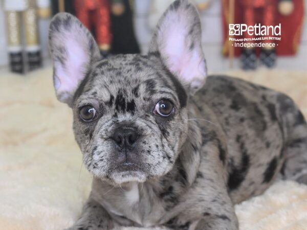 French Bulldog-DOG-Female-Blue Merle-2270-Petland Lee's Summit, MO