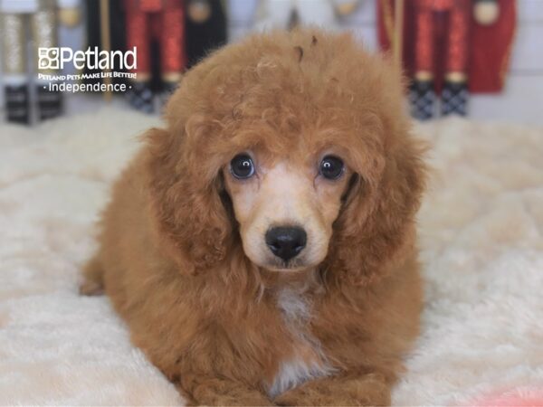 Toy Poodle-DOG-Male-Red-2281-Petland Lee's Summit, MO