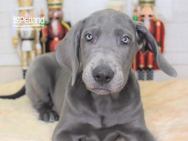 Great Dane-DOG-Female-Blue-2284-Petland Lee's Summit, MO