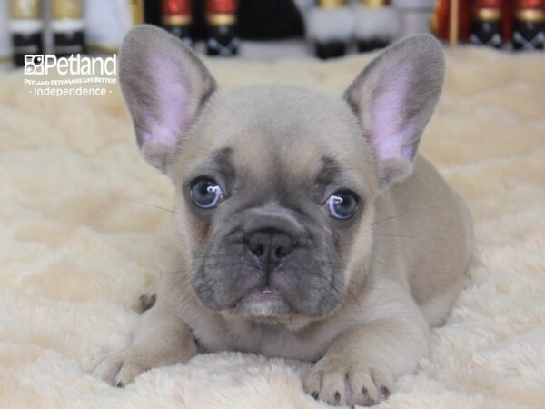 French Bulldog-DOG-Female-Blue fawn-2290-Petland Lee's Summit, MO