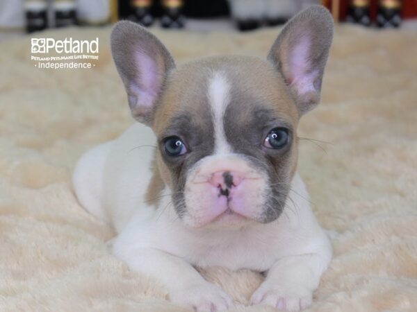 French Bulldog-DOG-Male-Blue Piebald-2291-Petland Lee's Summit, MO