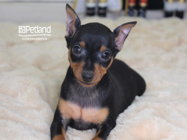 Miniature Pinscher-DOG-Male-Black and Rust-2296-Petland Lee's Summit, MO