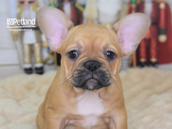 French Bulldog-DOG-Female-Fawn-2295-Petland Lee's Summit, MO