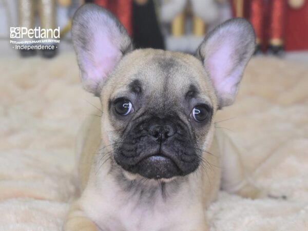 French Bulldog-DOG-Female-Fawn-2294-Petland Lee's Summit, MO