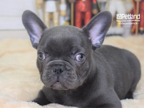 French Bulldog-DOG-Male-Blue-2297-Petland Lee's Summit, MO