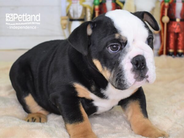 English Bulldog-DOG-Male-Black Tri-Color-2216-Petland Lee's Summit, MO